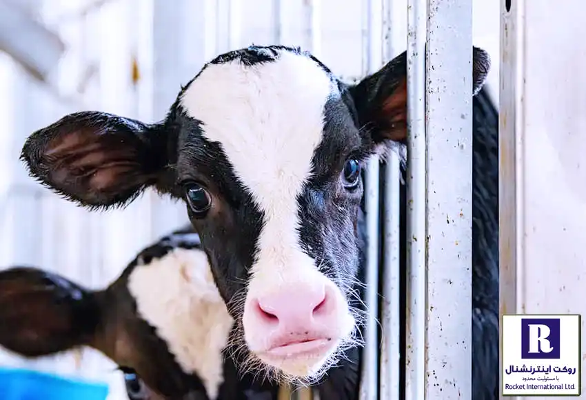 گوساله کنجکاو